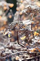 Frost covered Hydrangea anomala subsp. petiolaris (climbing hydrangea) flower heads in winter