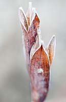 Frosted Iris sibirica (Siberian iris) seed head in winter