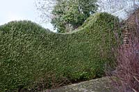 Topiary haedge