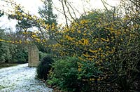 Hamamelis japonica 'Arborea' Japanese Witch Hazel Yellow flower shrubs near lawn with stone sculpture St Andrews Botanic Garden