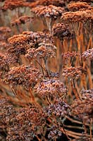 Sedum gypsicola 'Herbstfreude' Formerly Hylotelephium cv Herbstfreude Seed heads St Andrews Botanic Garden Scotland