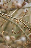 Forsythia x intermedia 'Karl Sax' Old seed pods on bare stems branches St Andrews Botanic Garden Scotland