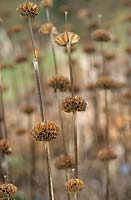 Phlomis russeliana Dried seed heads in group St Andrews Botanic Garden Scotland