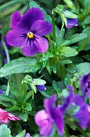 Viola odorata (Sweet violet) flower with raindrops