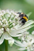 Astrantia major (masterwort) with Buff-tailed bumble bee (Bombus terrestris)