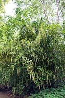 Itea ilicifolia (holly-leaved sweet spire)