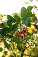 Sorbus eminens (Round leaved whitebeam) red fruit