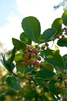 Sorbus eminens (Round leaved whitebeam) red fruit