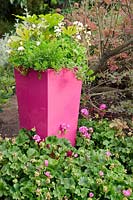 Pink container with Fatsia japonica and Pelargoniums