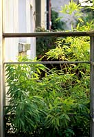 Bamboo growing up from basement in rear garden Dale Loth Camden London