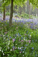 Spring woodland floor carpeted with Hyacinthoides non-scripta (bluebells) and Silene dioica (red campion)