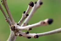 Fraxinus excelsior (ash tree) buds