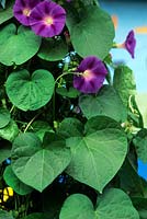 Ipomoea tricolor Morning Glory Close up of flower with foliage