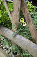 Rustic fence with Euphorbia characias subsp wulfenii Cistus purpureus Alan Frad Shinglesea Design by Chris O Donoghue