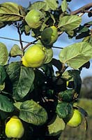 Cydonia oblonga Meeches Prolific Quince Meeches Prolific A very good reliable cropper producing pear shaped fruit  jellymaking