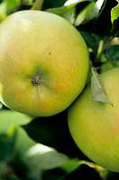 Malus domestica Crispin Apple Crispin A large sweet yellow dual purpose apple originating from Japan