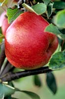 Malus domestica Ecklinville Apple Ecklinville An old cooking apple originating from Northern Ireland