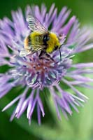 Centaurea scabiosa (Greater knapweed) with Bumble Bee