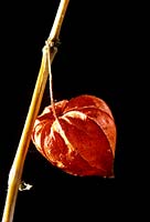 Physalis alkekengi Winter Cherry Chinese Lantern Striking vibrant orange seed pod