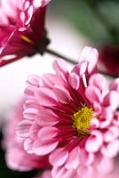 Dendranthema Florist s Chrysanthemum Very bright showy pink magenta flower