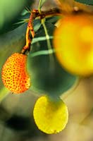 Arbutus unedo Rubra Strawberry Tree fruit foliage