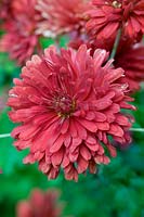 Dendranthema Duchess of Edinburgh Previously known as Chrysanthemum