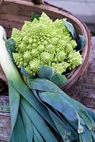 Brassica oleracea Botrytis Group Romanesco Romanesco broccolis close up
