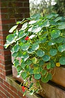 Tropaeolum majus (nasturtium) in window box planter