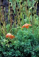 Papaver alpinum Poppy orange flowered annual biennial with seed heads water droplets