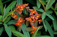 Euphorbia griffithii Fireglow Bright orange flowers with green to blue foliage Herb Nursery Rutland