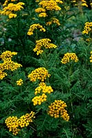 Tanecetum vulgare Tansy Soft feathery foliage with mass of bright yellow flowers Herb Nursery Rutland