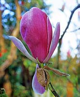 Magnolia sprengeri var diva Magnolia Deciduous tree with rich deep pink flowers in spring