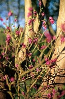 Daphne mezereum  Upright deciduous shrub with magenta sweet scented flowers