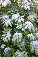 Fatsia polycarpa with covering of snow at Crug Farm Plants, Wales