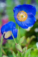 Meconopsis Jimmy Bayne close up of vivid blue flowers