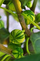 Green & yellow striped Ficus carica Panachee or Tiger fig