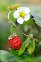 Fragaria vesca (Alpine strawberry)