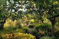 Cambo Walled Garden ornamental potager, Fife, Scotland, Uk orchard, flower, autumn, drift planting