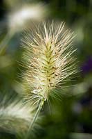 Pennisetum villosum (feathertop, fountain grass)
