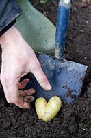 Gardener reaching for a heart shaped potato newly dug from the earth with a spade
