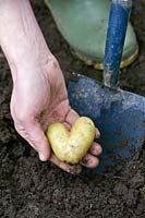 Gardeners holding a heart shaped potato newly dug from the earth with a spade