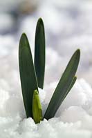 Narcissus (Daffodil) new foliage & flower buds pushing through snow