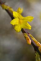 Jasminum nudiflorum Winter jasmine close up of yellow flower new buds stem