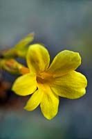 Jasminum nudiflorum Winter jasmine close up of yellow flower