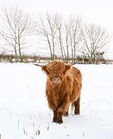 Highland cow in snowy field