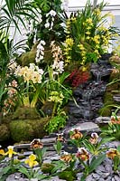 Display including Paphlopedalum ferox, Orchid Society of Great Britain at RHS Chelsea Flower Show 2010