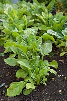 Perpetual spinach (Spinach Beet) in rows