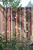 Winds of Change garden by Jamie Dunstan at RHS Chelsea Flower Show 2011. Reclaimed wooden fence with Prunus serrula