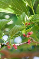 Morus rubra (Red mulberry) fruit