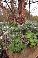 The Westland Magical Garden by Diarmuid Gavin for RHS Chelsea Flower Show 2012